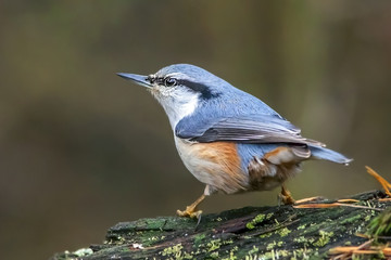 small bird nuthatch