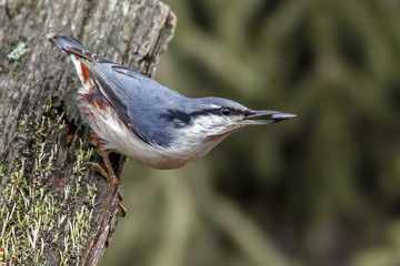 small bird nuthatch