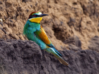 beautiful colorful birds the bee-eaters