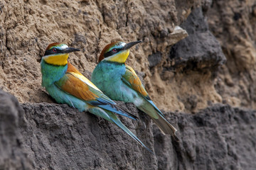 beautiful colorful birds the bee-eaters