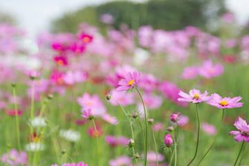 Fototapeta premium Beautiful colorful winter Flowers