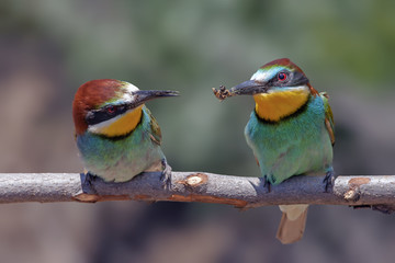 beautiful colorful birds the bee-eaters sitting on a tree branch