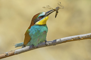 beautiful colorful birds the bee-eaters sitting on a tree branch