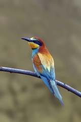 beautiful colorful birds the bee-eaters sitting on a tree branch