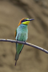 beautiful colorful birds the bee-eaters sitting on a tree branch