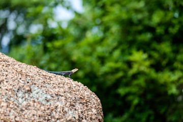 Agama Lizard
