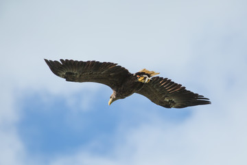 Adler im Flug