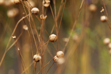 Dry seed capsules of common flax (Linum usitatissimum)