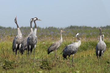 Obraz na płótnie Canvas a flock of graceful cranes in the field