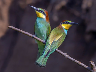 beautiful colorful birds the bee-eaters sitting on a tree branch