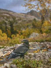 graceful hawk with a predatory look