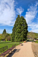 Road with benches and trees in the park