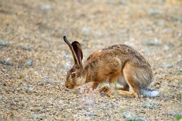 European hare stands on the ground and looking at the camera (Lepus europaeus) © Tatiana