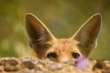 young Fox (Vulpes vulpes) looks out from behind a stone