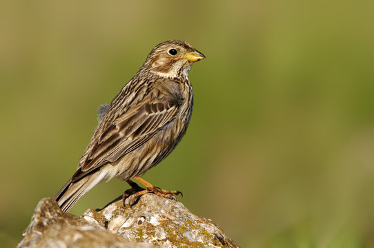 Corn Bunting sitting on a rock on a green background (emberiza, emberizidae)