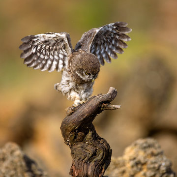 The young owl sitting on a stick with open wings (Athene noctua)
