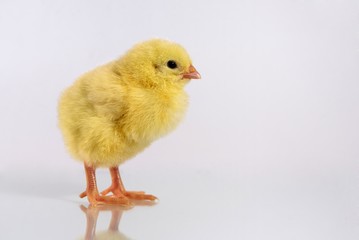 Obraz premium Little chicken isolated on white