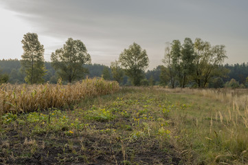 Obraz premium Сornfield in the early autumn. Dry plants around. Green trees far away. Morning 