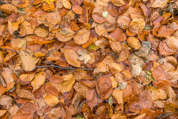 Autumn leaves texture