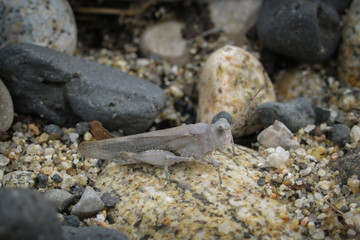 grasshopper