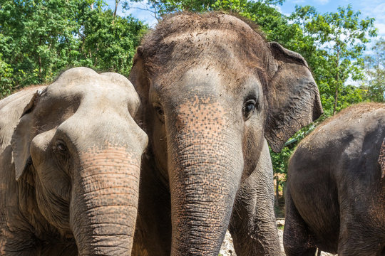 Close up, Asian elephants flock together.