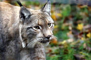 Luchs (Lynx)