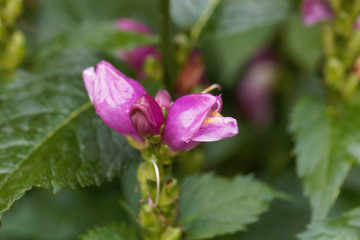 Red turtlehead (Chelone obliqua)