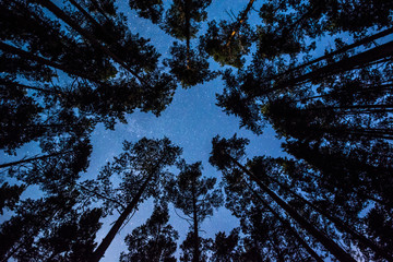 Stars over the trees at summer night on dark sky. Starfall. Milky way. Pine trees on the foreground.
