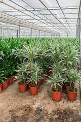 Fototapeta na wymiar Draconias and other houseplants that are grown in a greenhouse in the Netherlands