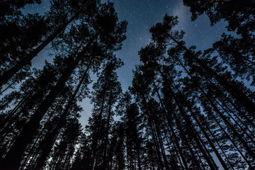 Stars over the trees at summer night on dark sky. Starfall. Milky way. Pine trees on the foreground.