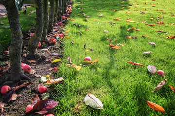 Fallen red apples on the grass in the garden