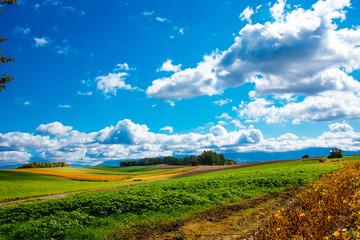 Obraz premium 丘の風景 秋景色 美瑛 拓進