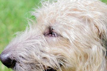 wheaten irish wolfhound face