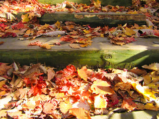 紅葉　落ち葉　国設滝野すずらん丘陵公園