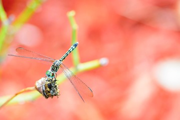 close-up of a dragonfly balancing on a green branch