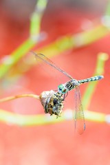 close-up of a dragonfly balancing on a green branch