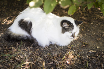 Closeup of a beauty cat sitting in front