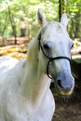  white quarter horse standing outdoors in a forest