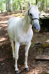 Naklejka na ściany i meble white quarter horse standing outdoors in a forest