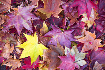 紅葉　落ち葉　国設滝野すずらん丘陵公園