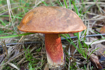 Dotted stem boletus on forest floor with grass