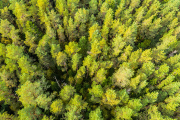 Overhead view of foliage trees, river and road in Western Europe. Aerial photography.