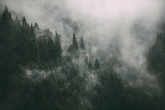 Fototapeta View of fog over trees in forest