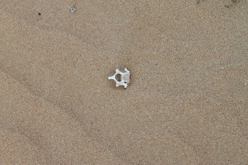 Knochen im Sand