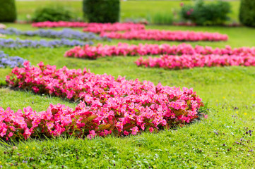 Lawn in Landscape Park
