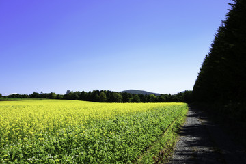 ミヤマカラスアゲハ