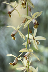 Naklejka na ściany i meble brown and white orchid flowers of species coelogyne massangeana