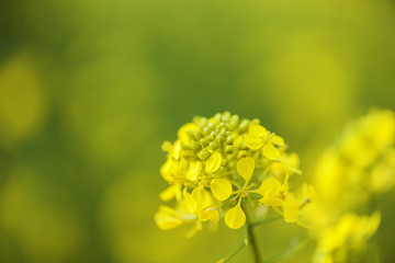 Rape blossom on green