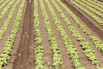 Fototapeta na wymiar Field with Lettuce plants
