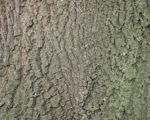 background of bark on old oak tree closeup